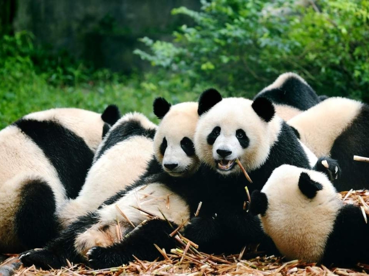 Ngắm nhìn vẻ dễ thương của gấu trúc tại khu bảo tồn gấu trúc.