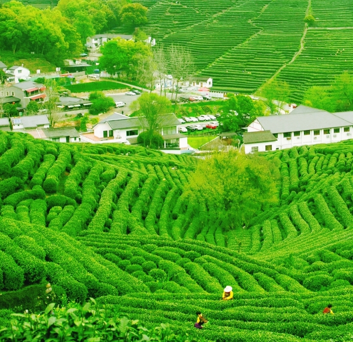 hang-chau-trung-quoc3-1 Tự tay thu hoạch lá trà Long Tỉnh là hoạt động thú vị tại Hàng Châu